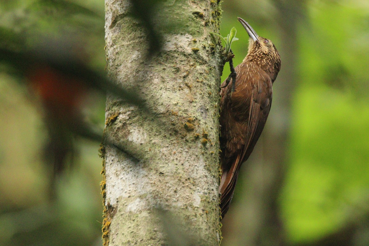Strong-billed Woodcreeper - ML619222870