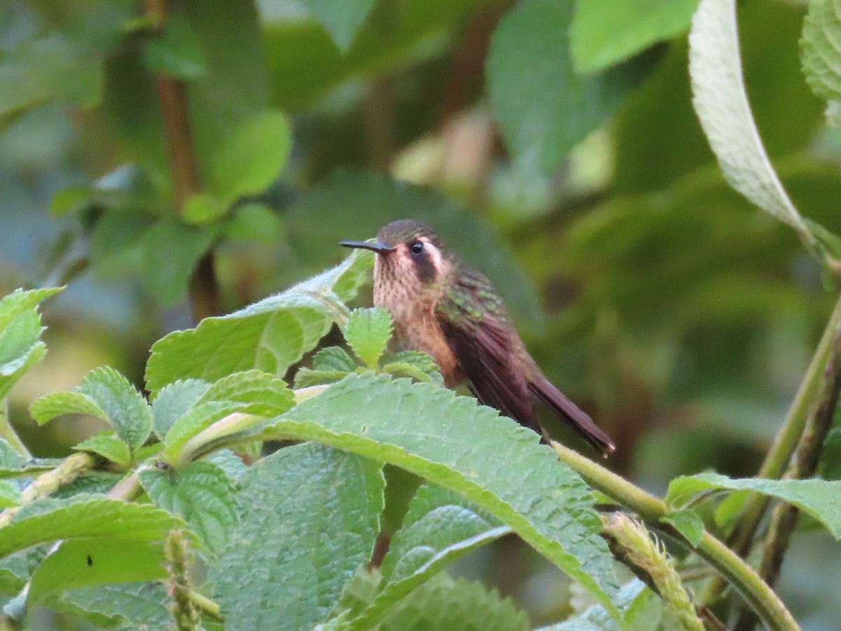 Speckled Hummingbird - ML619222893
