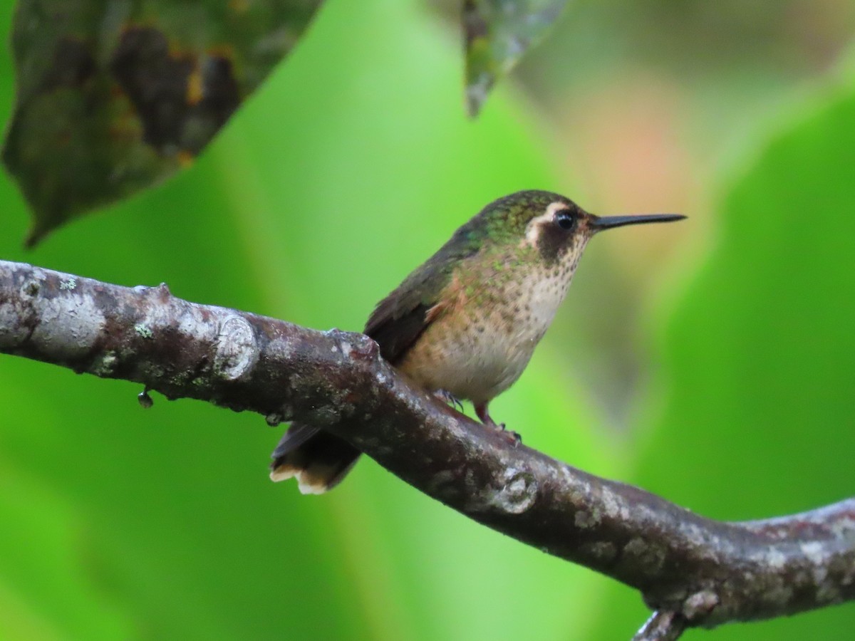 Speckled Hummingbird - ML619222896