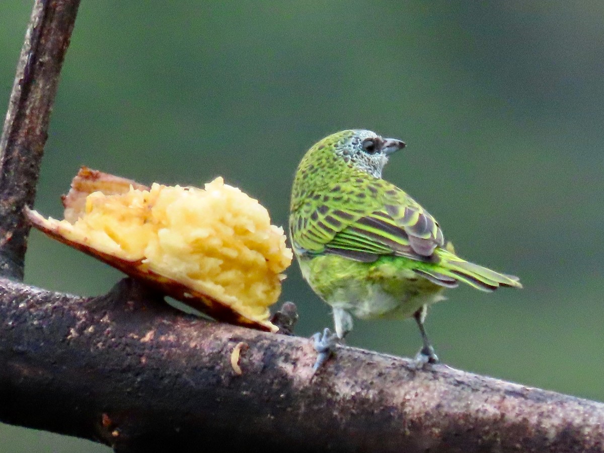 Spotted Tanager - ML619222907