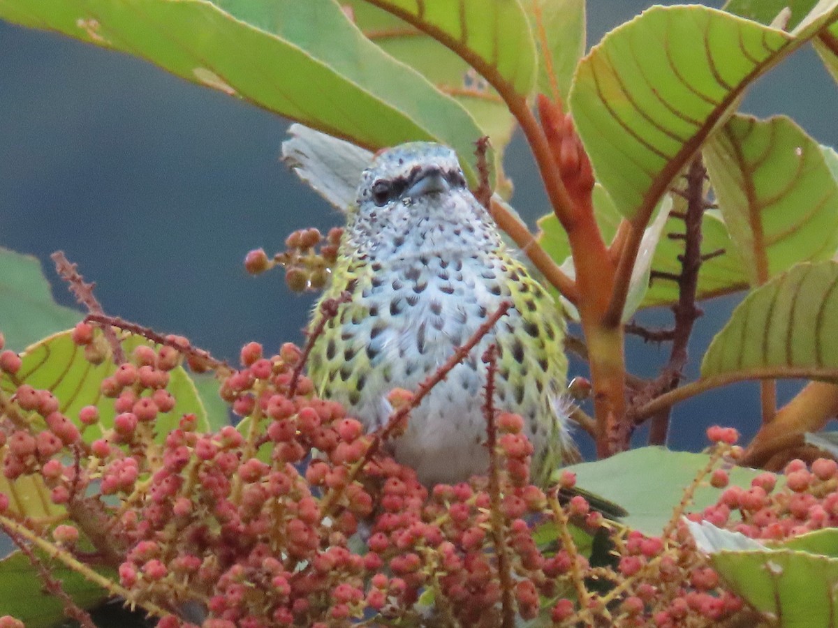 Spotted Tanager - ML619222913