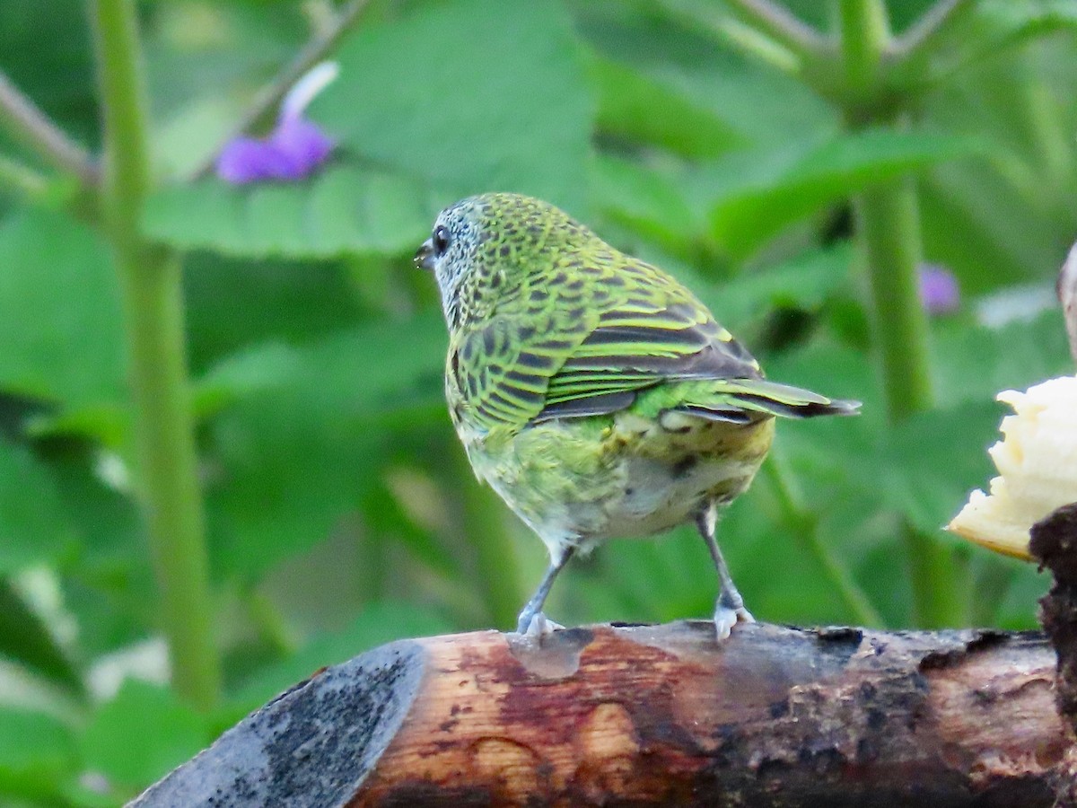 Spotted Tanager - ML619222916