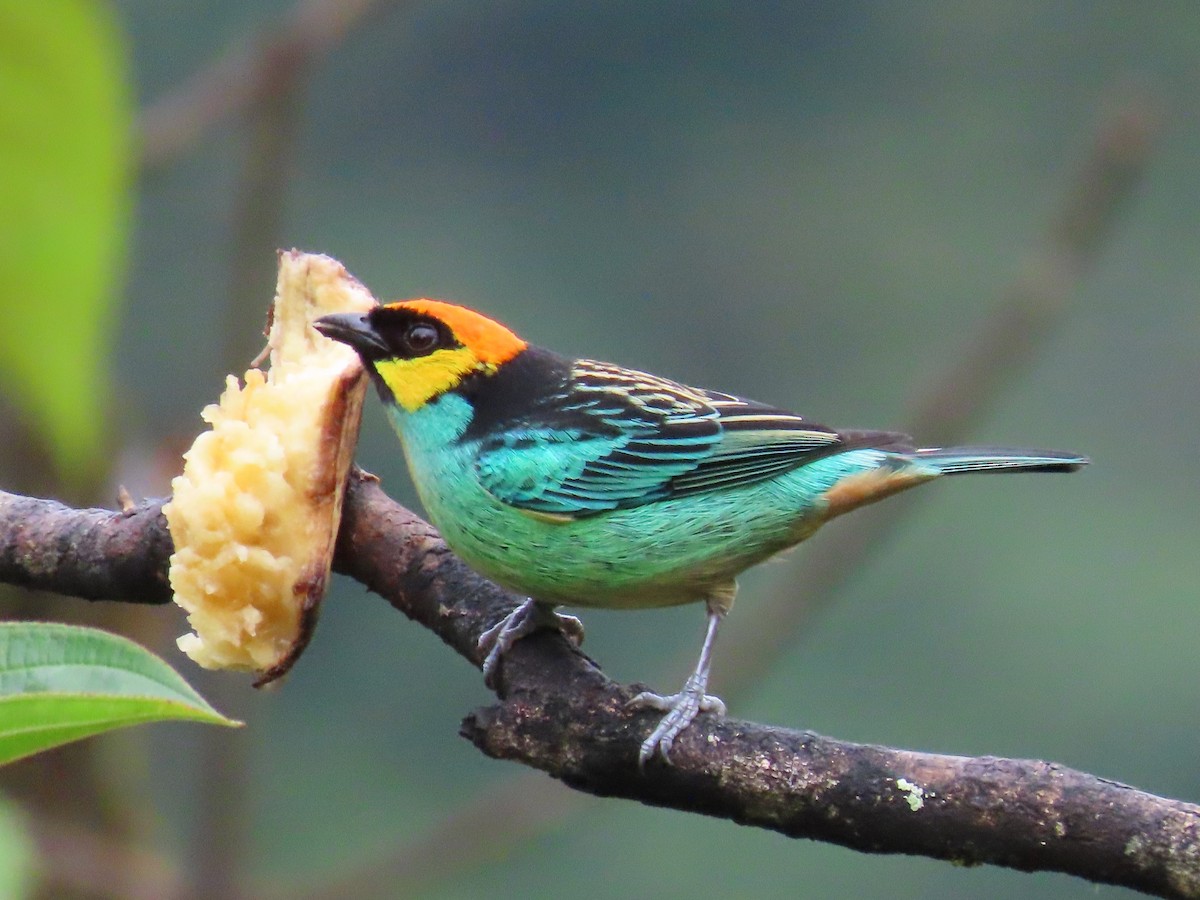 Saffron-crowned Tanager - ML619222918