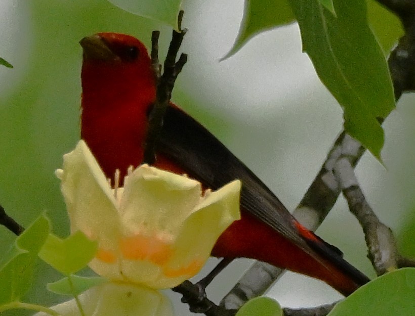 Scarlet Tanager - ML619223038