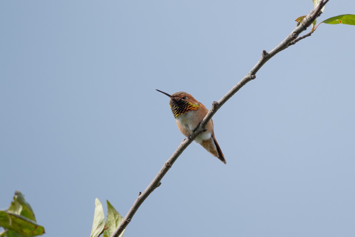 Rufous Hummingbird - ML619223153