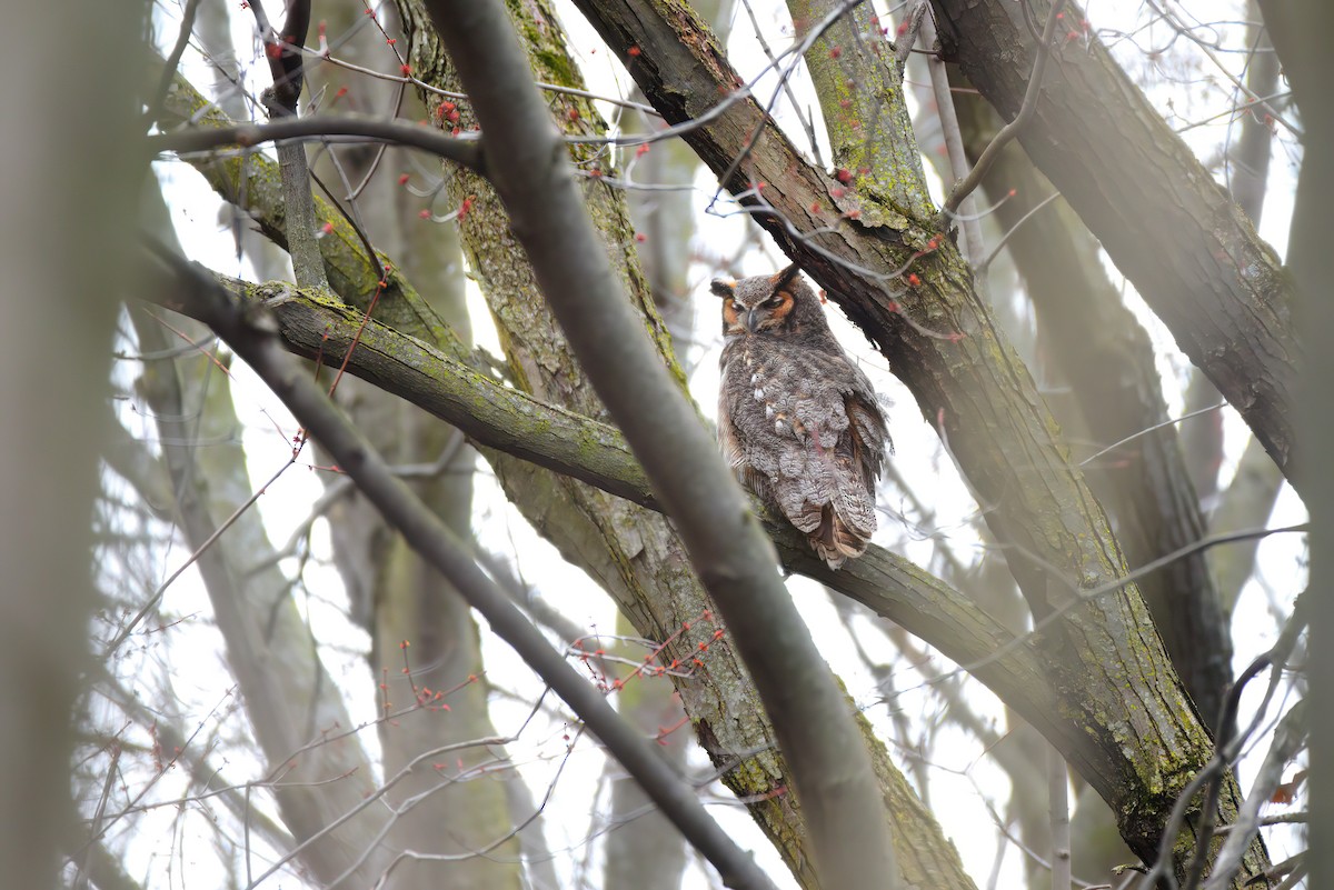 Great Horned Owl - ML619223179