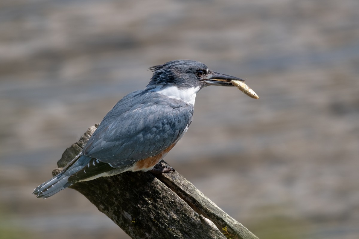 Belted Kingfisher - ML619223182