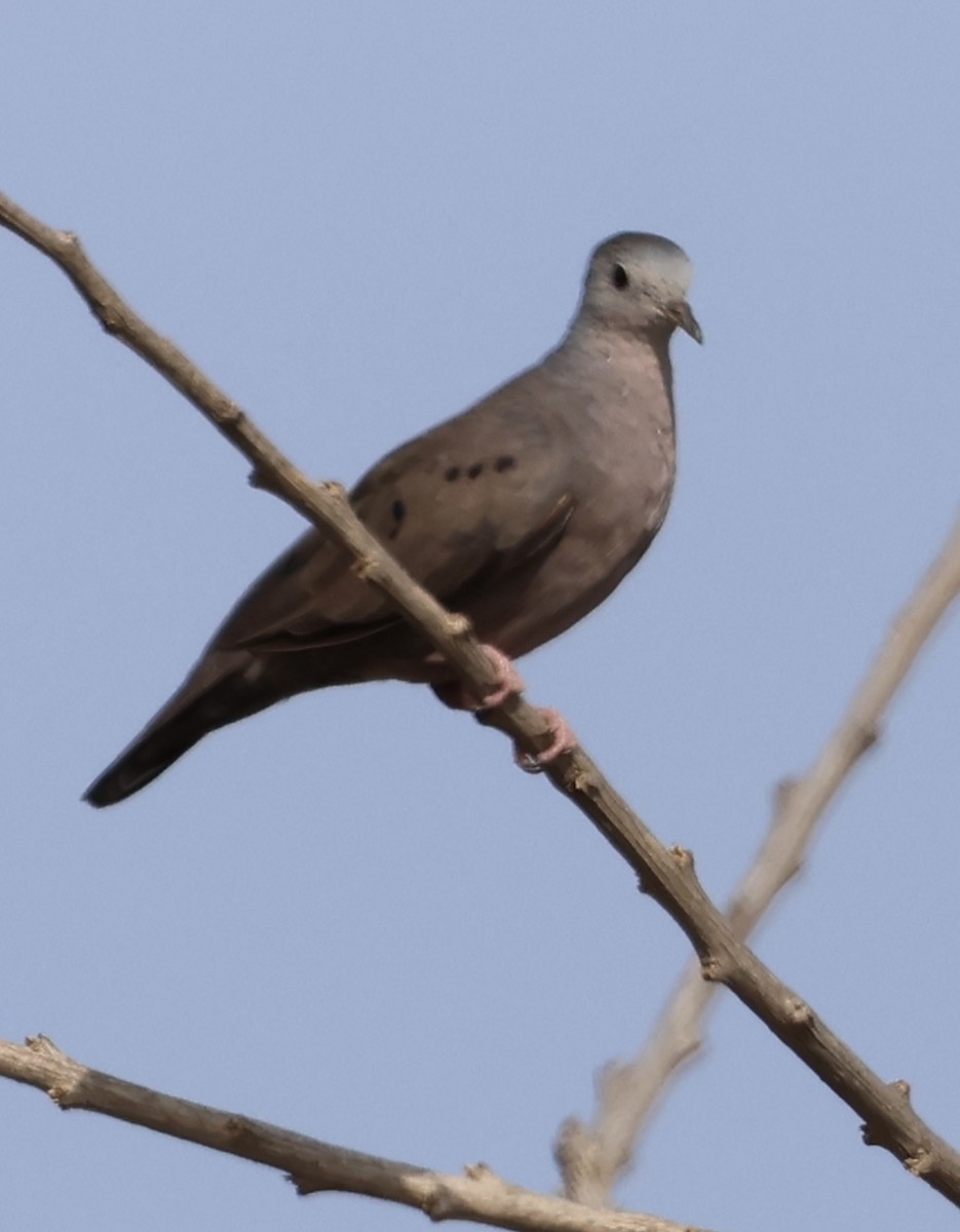 Plain-breasted Ground Dove - ML619223229