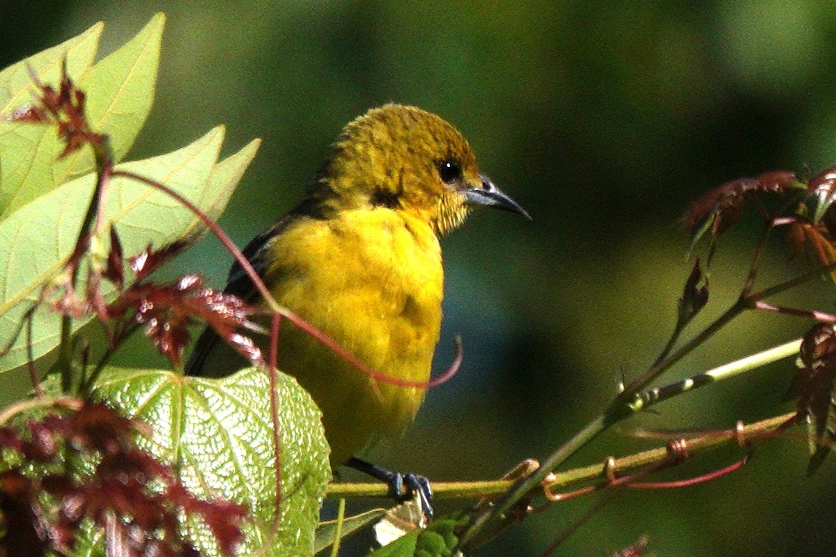 Orchard Oriole - ML619223232