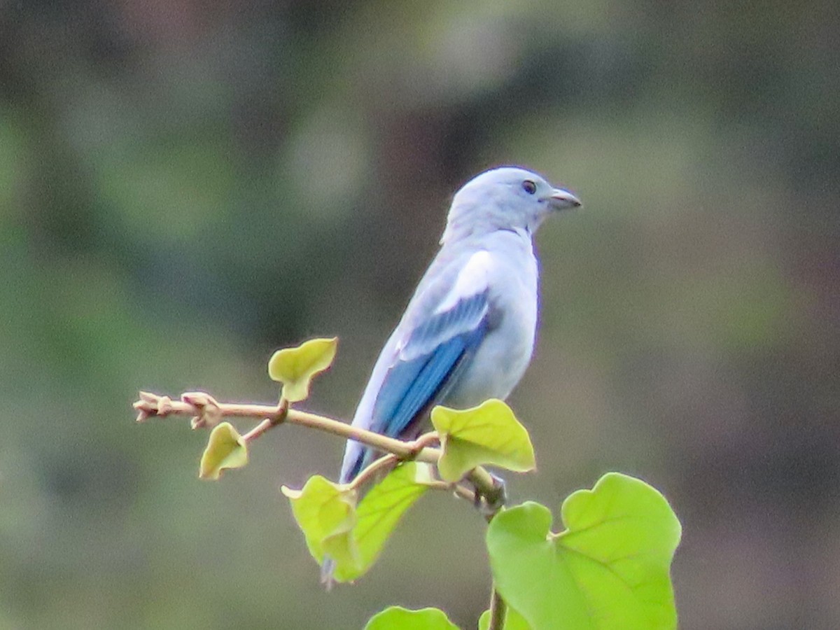 Blue-gray Tanager - ML619223233