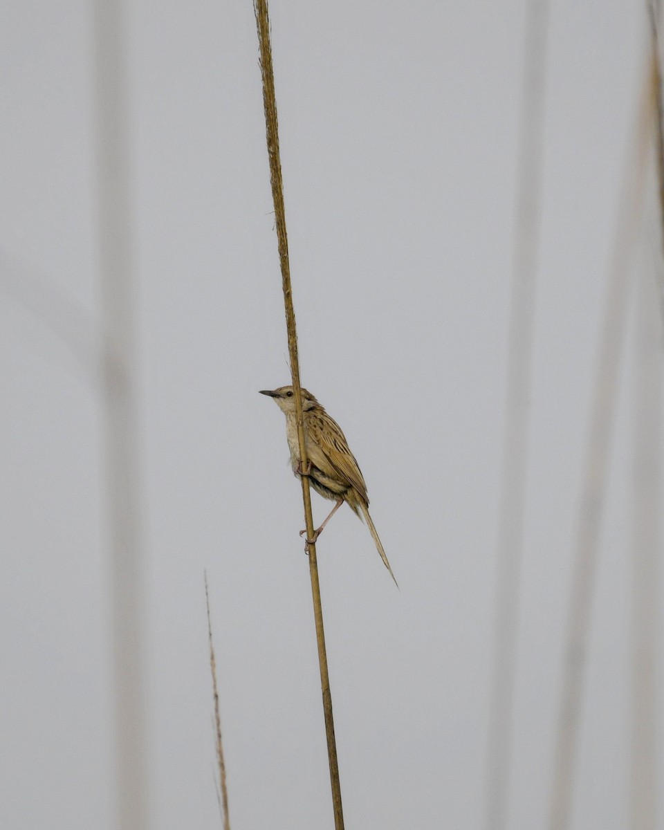 Striated Grassbird - ML619223238