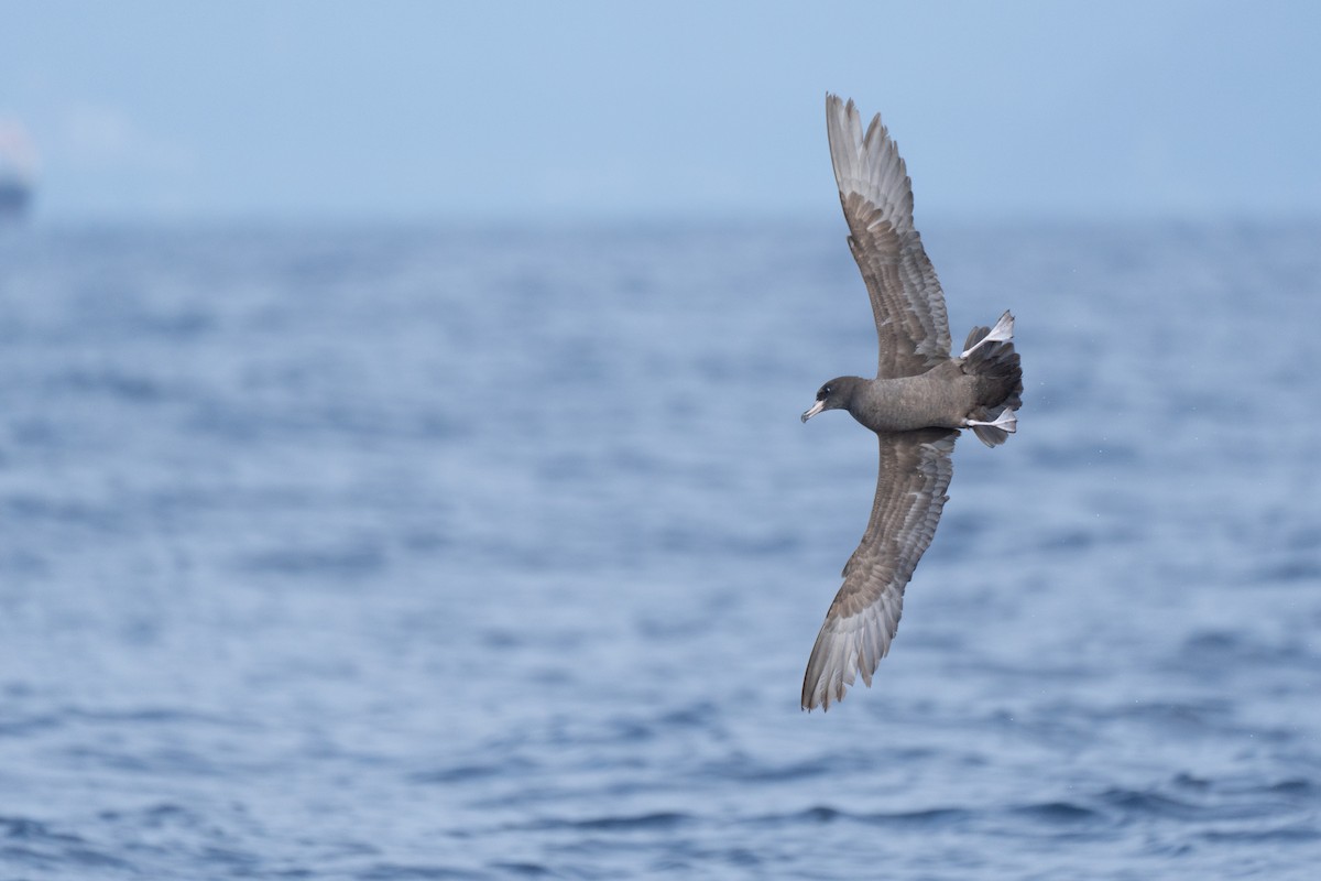Flesh-footed Shearwater - ML619223242