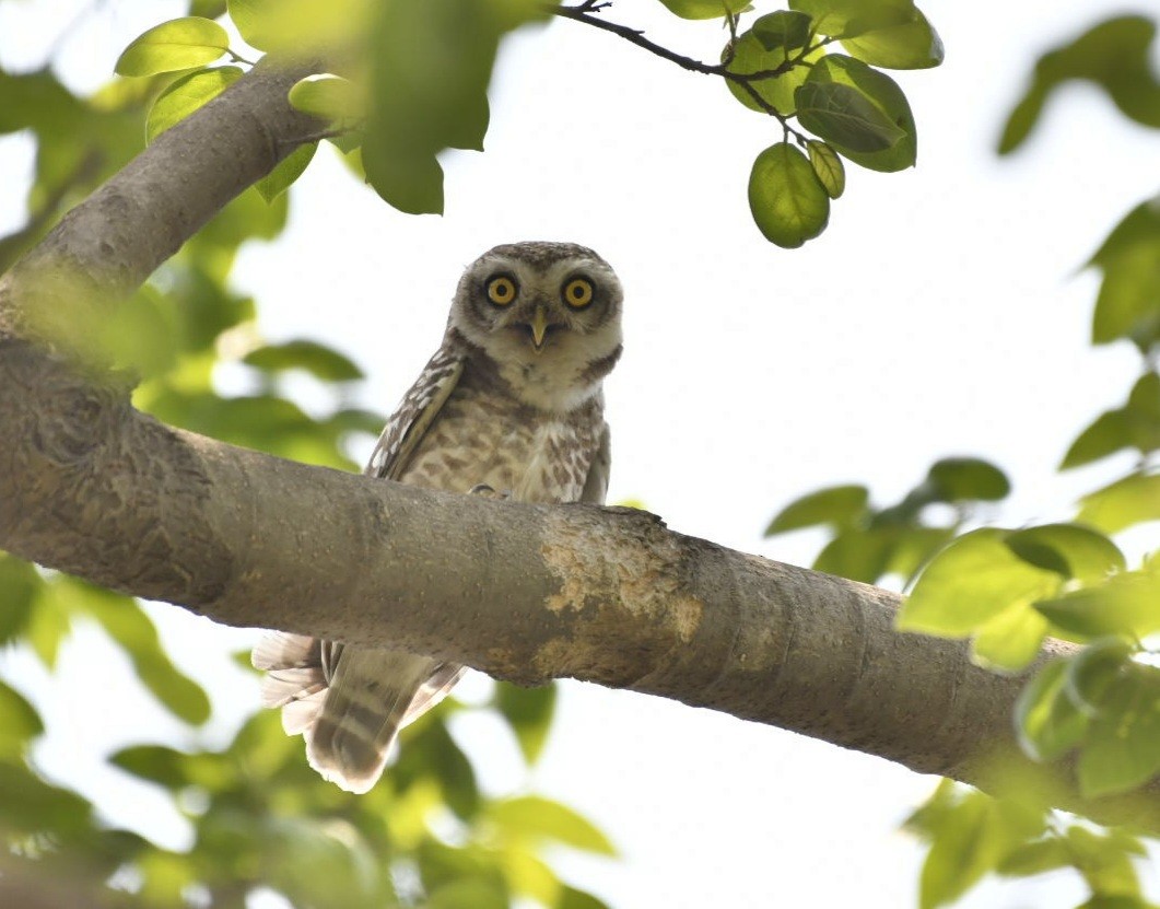 Spotted Owlet - ML619223336