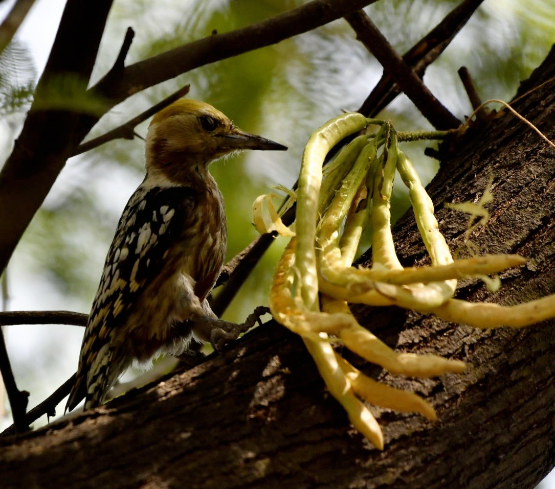 Yellow-crowned Woodpecker - ML619223350