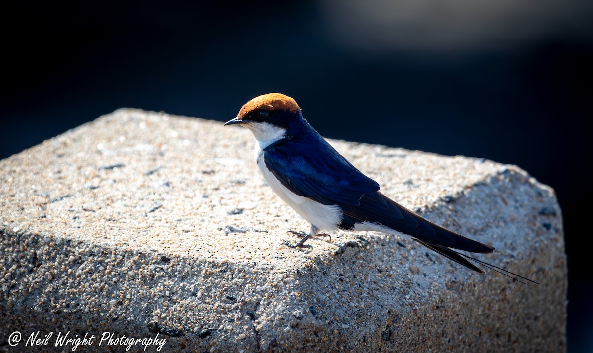 Wire-tailed Swallow - ML619223366