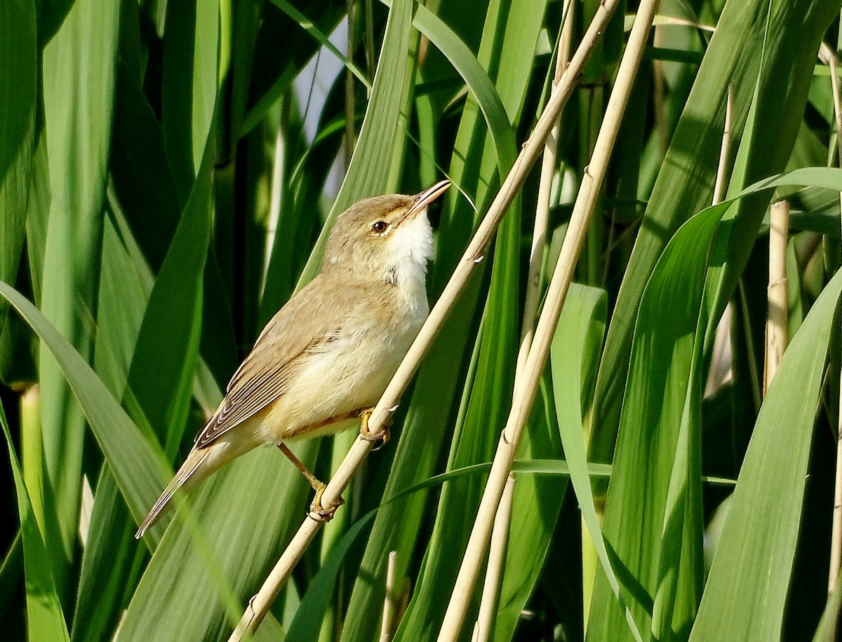 Common Reed Warbler - ML619223382