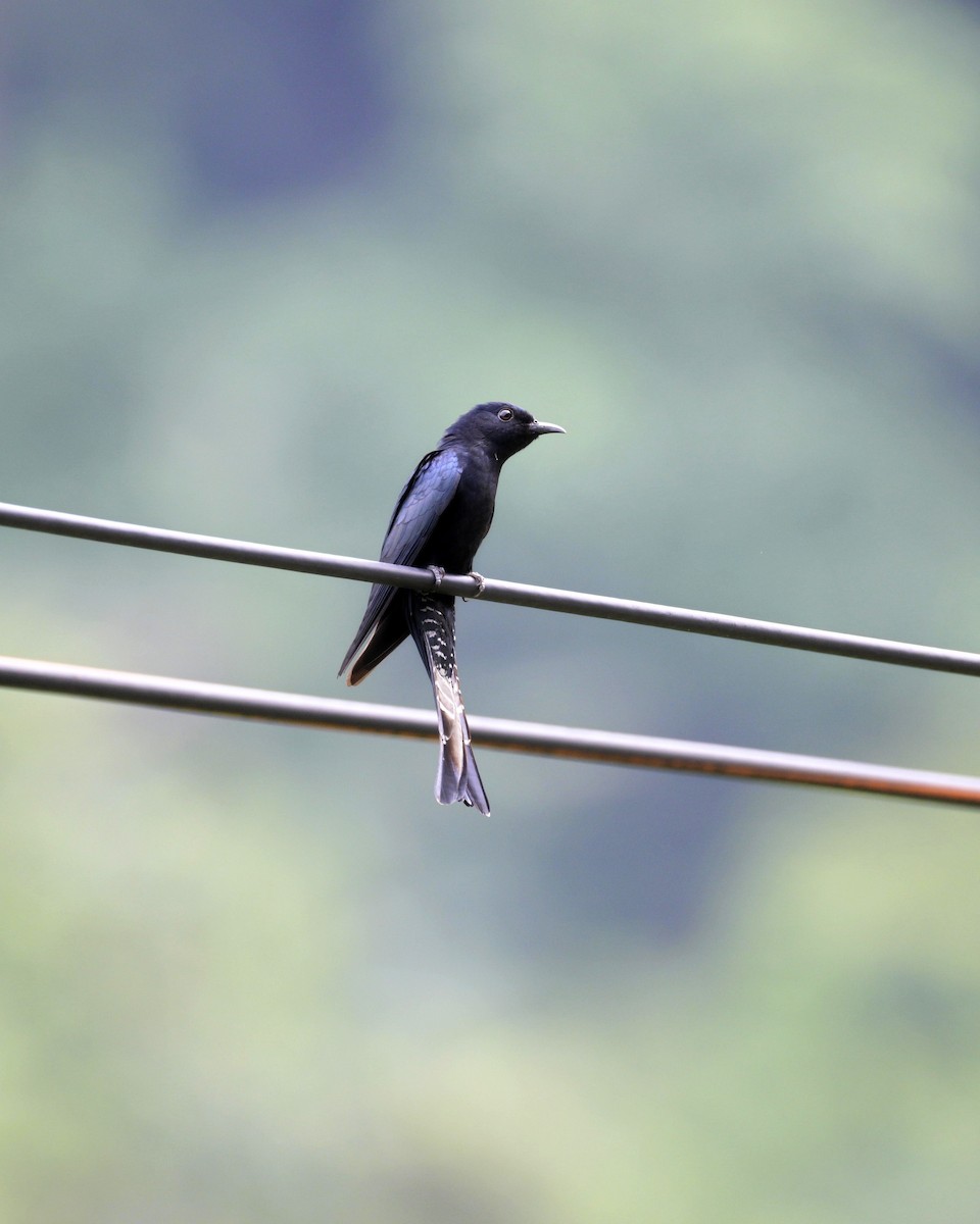 Square-tailed Drongo-Cuckoo - ML619223395