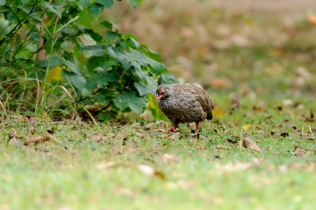Red-necked Spurfowl - ML619223415