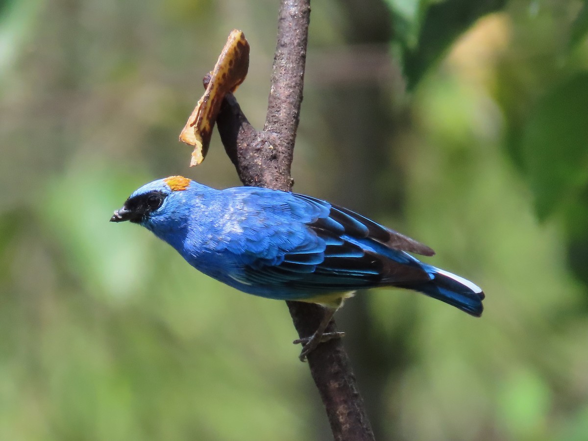 Golden-naped Tanager - ML619223417