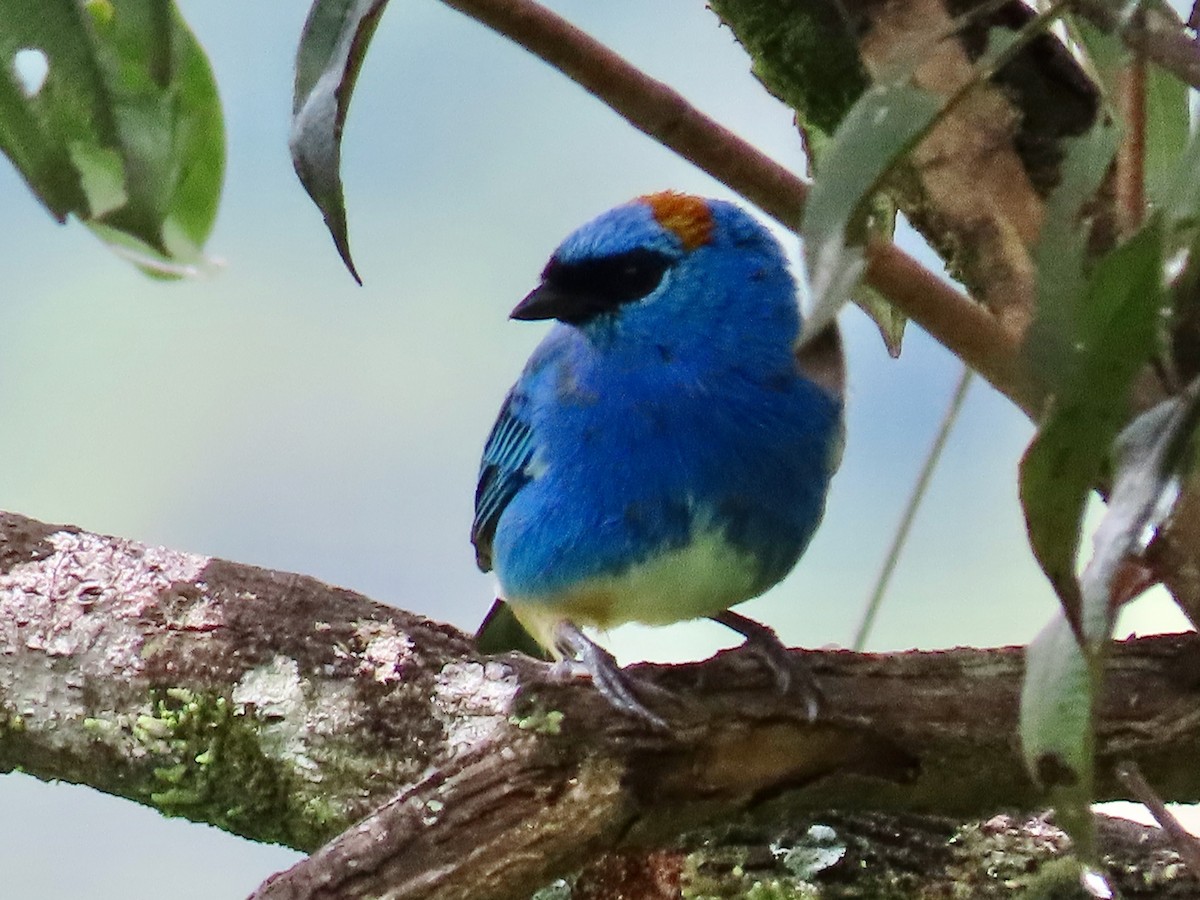 Golden-naped Tanager - ML619223419