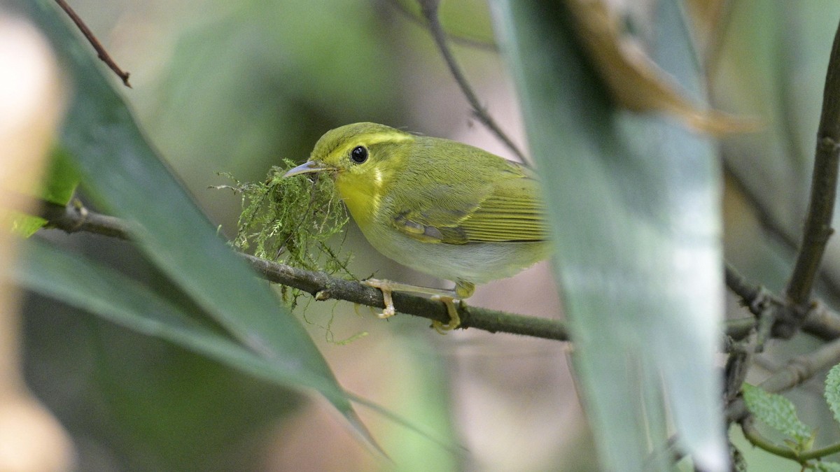 Yellow-vented Warbler - ML619223463