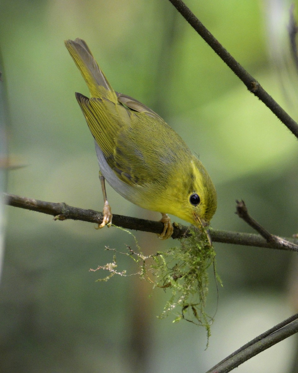 Yellow-vented Warbler - ML619223464