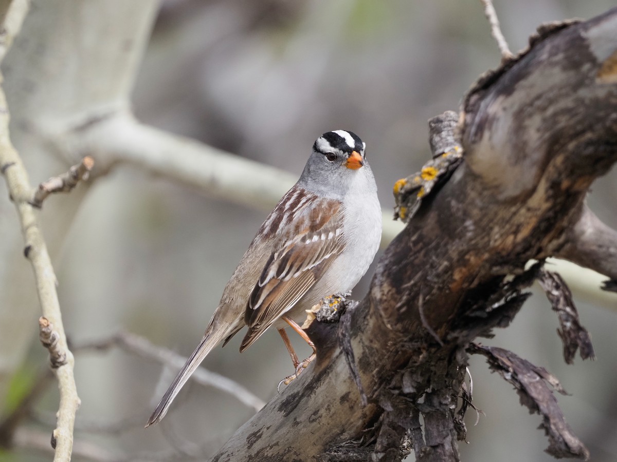 White-crowned Sparrow - ML619223495