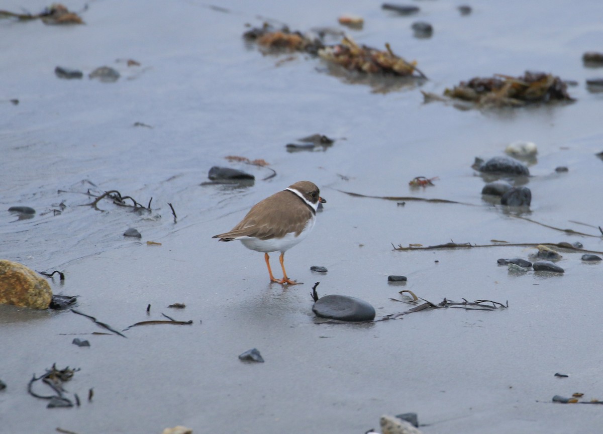 Semipalmated Plover - ML619223525