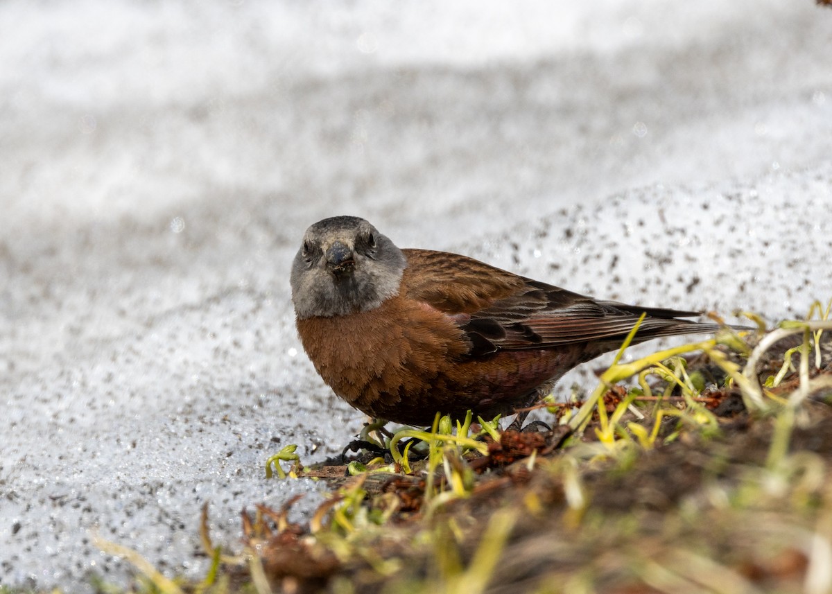 Gray-crowned Rosy-Finch - ML619223532