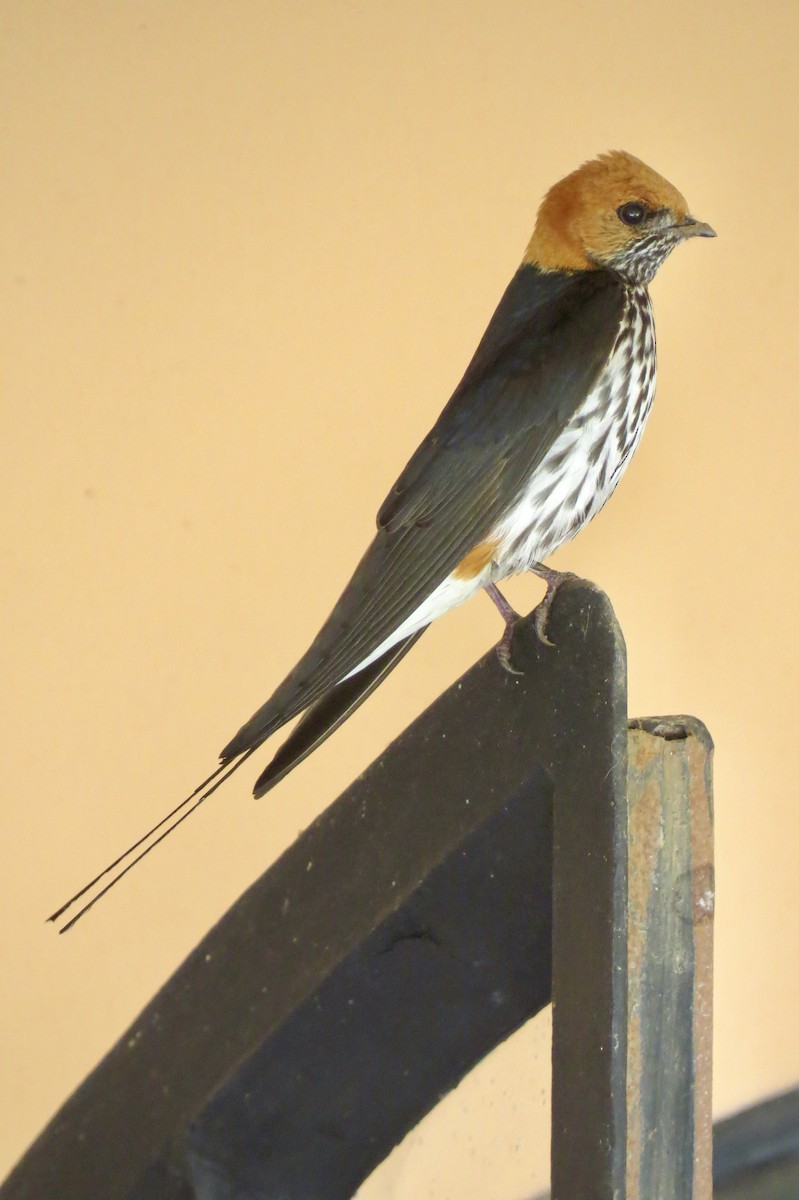 Lesser Striped Swallow - ML619223574