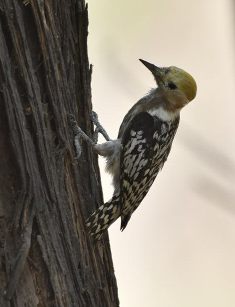 Yellow-crowned Woodpecker - ML619223583