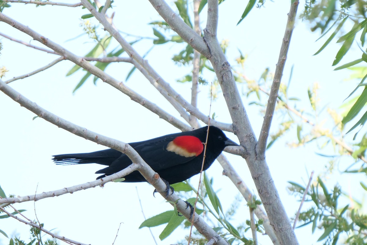 Red-winged Blackbird - ML619223588
