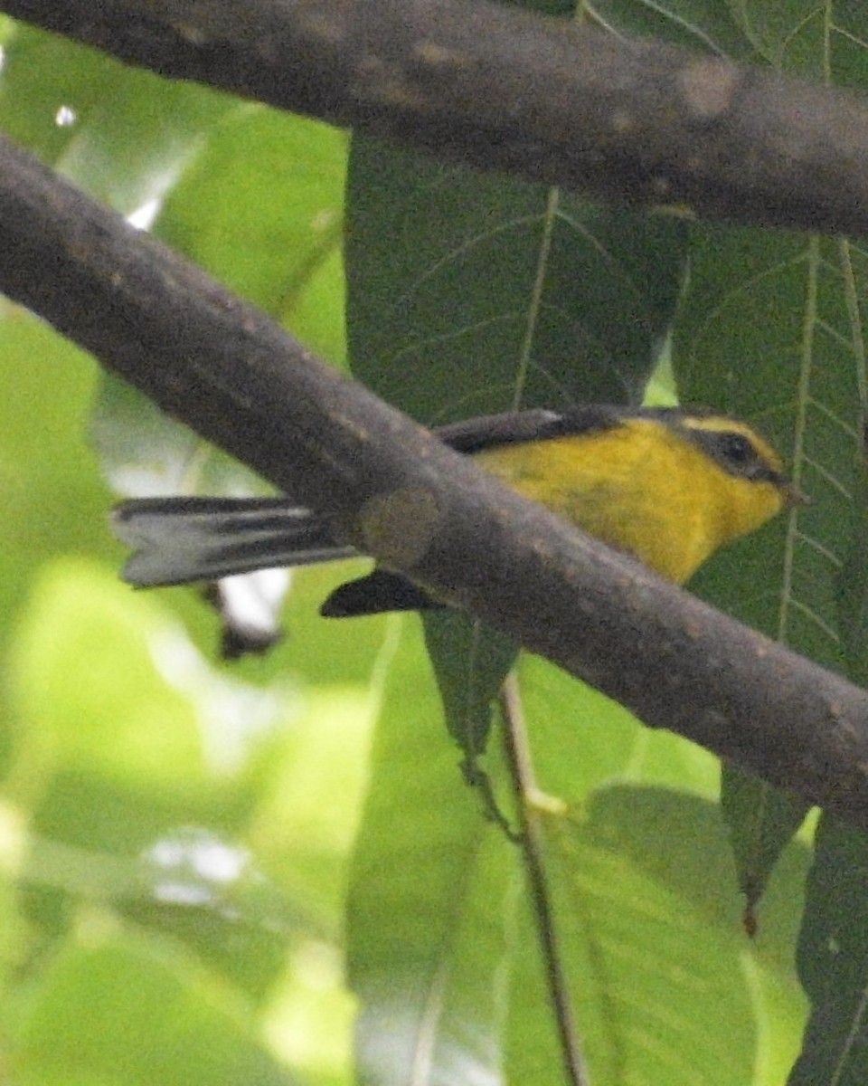 Yellow-bellied Fairy-Fantail - ML619223596
