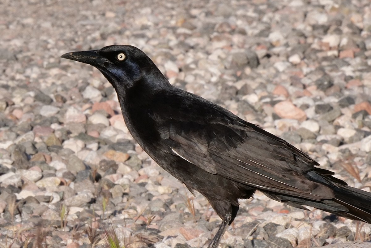 Great-tailed Grackle - ML619223610
