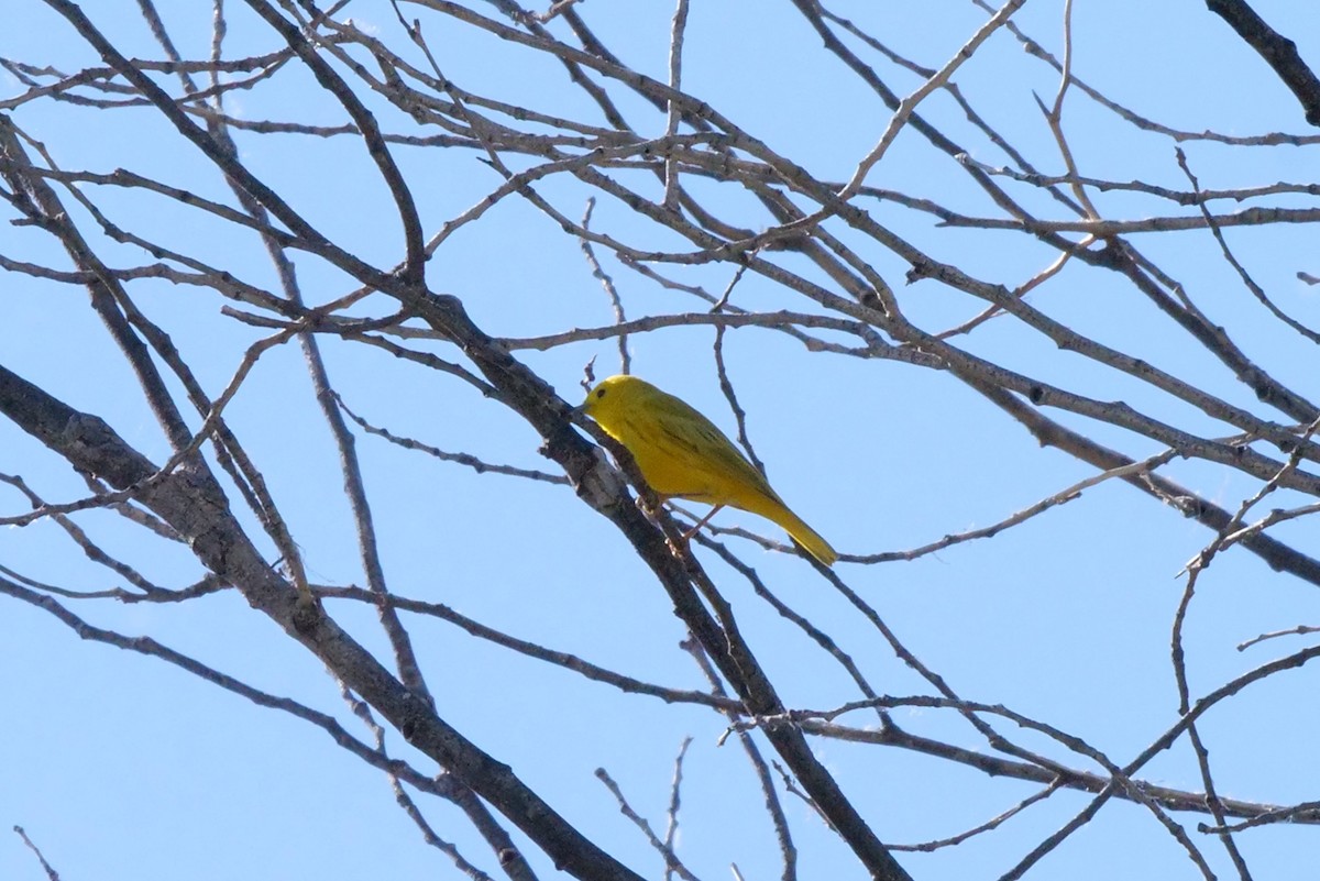 Yellow Warbler - ML619223620
