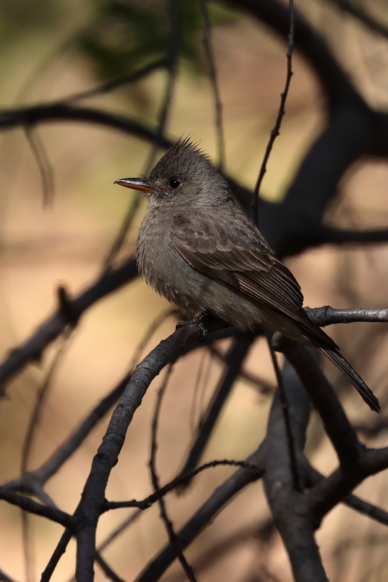 Greater Pewee - ML619223625