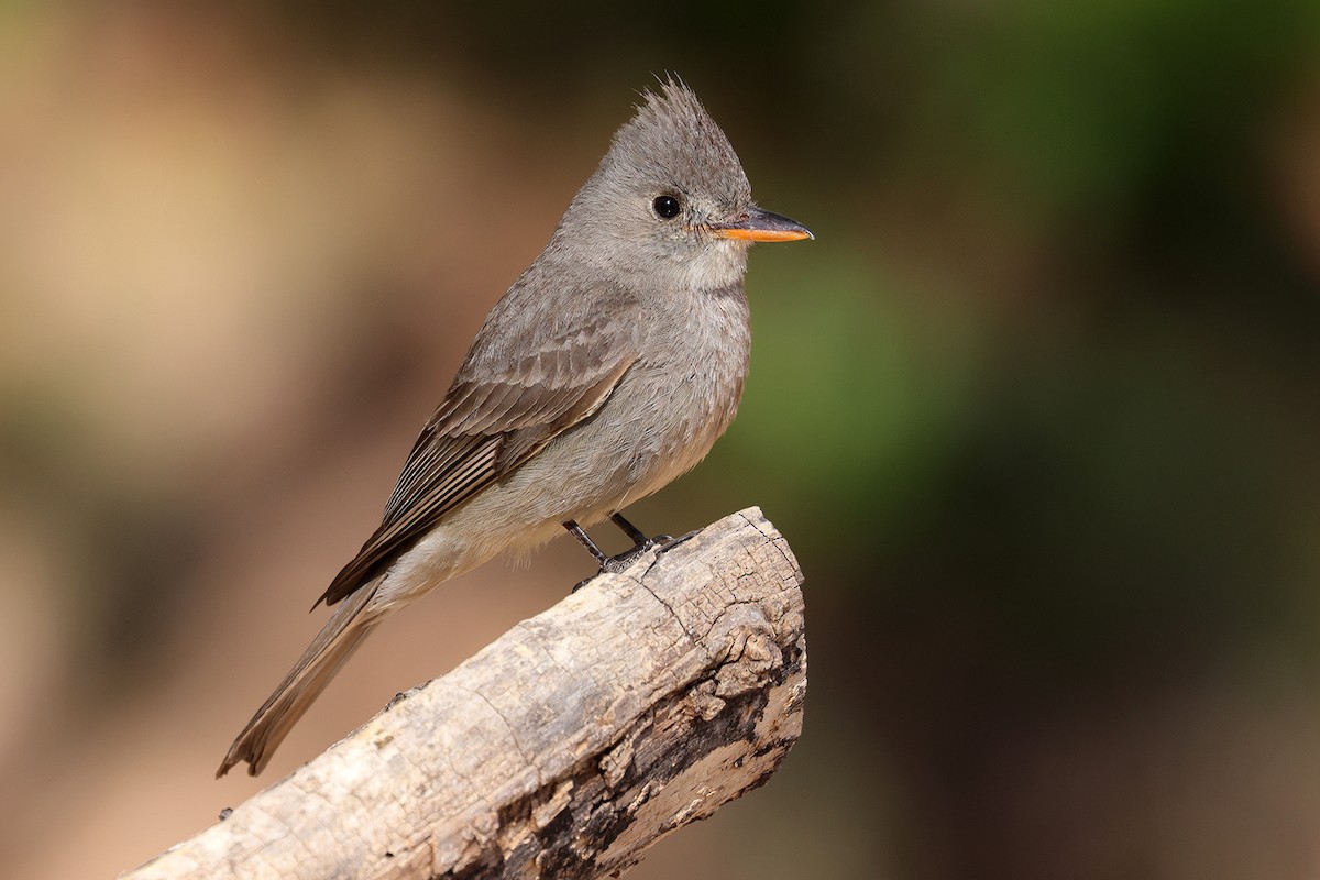 Greater Pewee - ML619223628