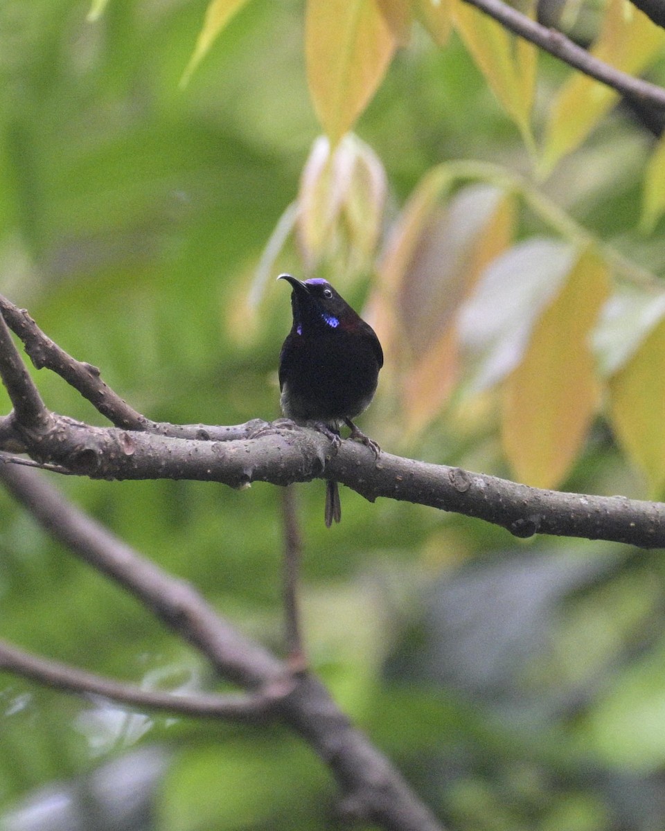Black-throated Sunbird - ML619223667