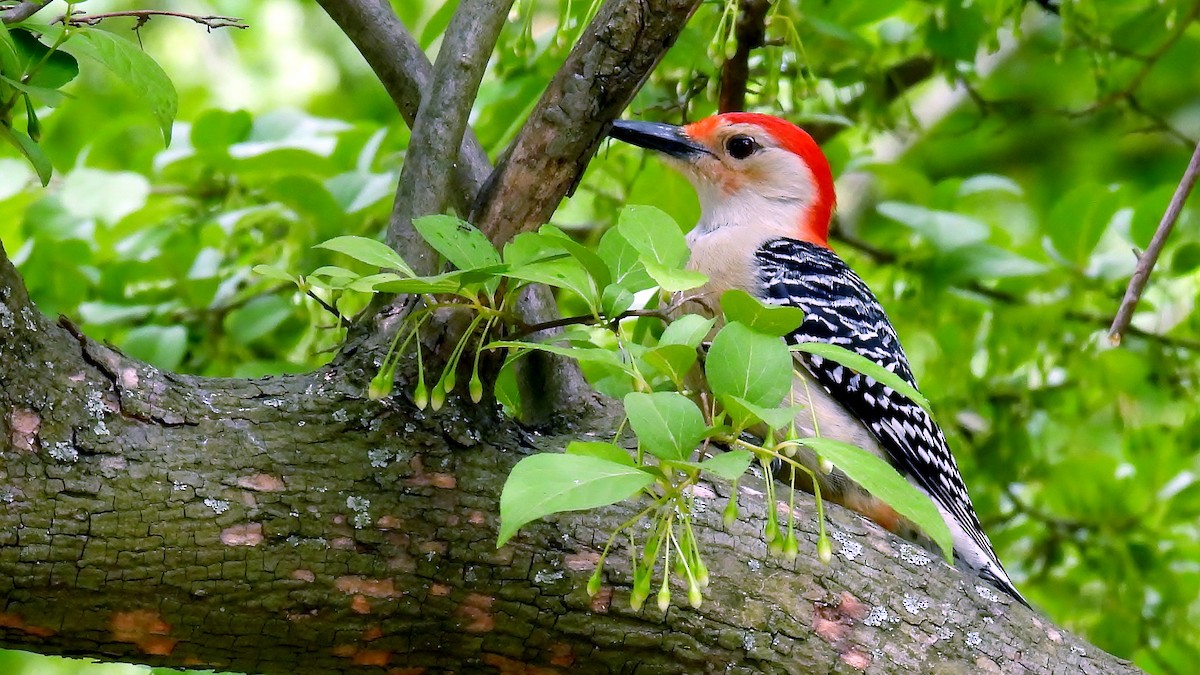Red-bellied Woodpecker - ML619223753