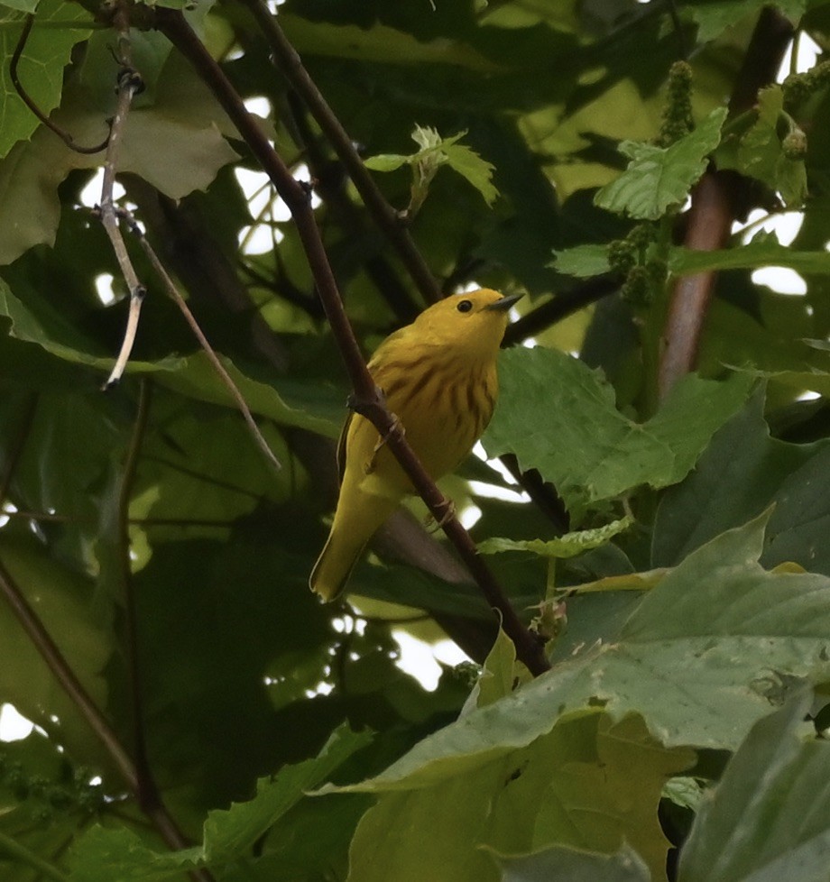 Yellow Warbler - ML619223807