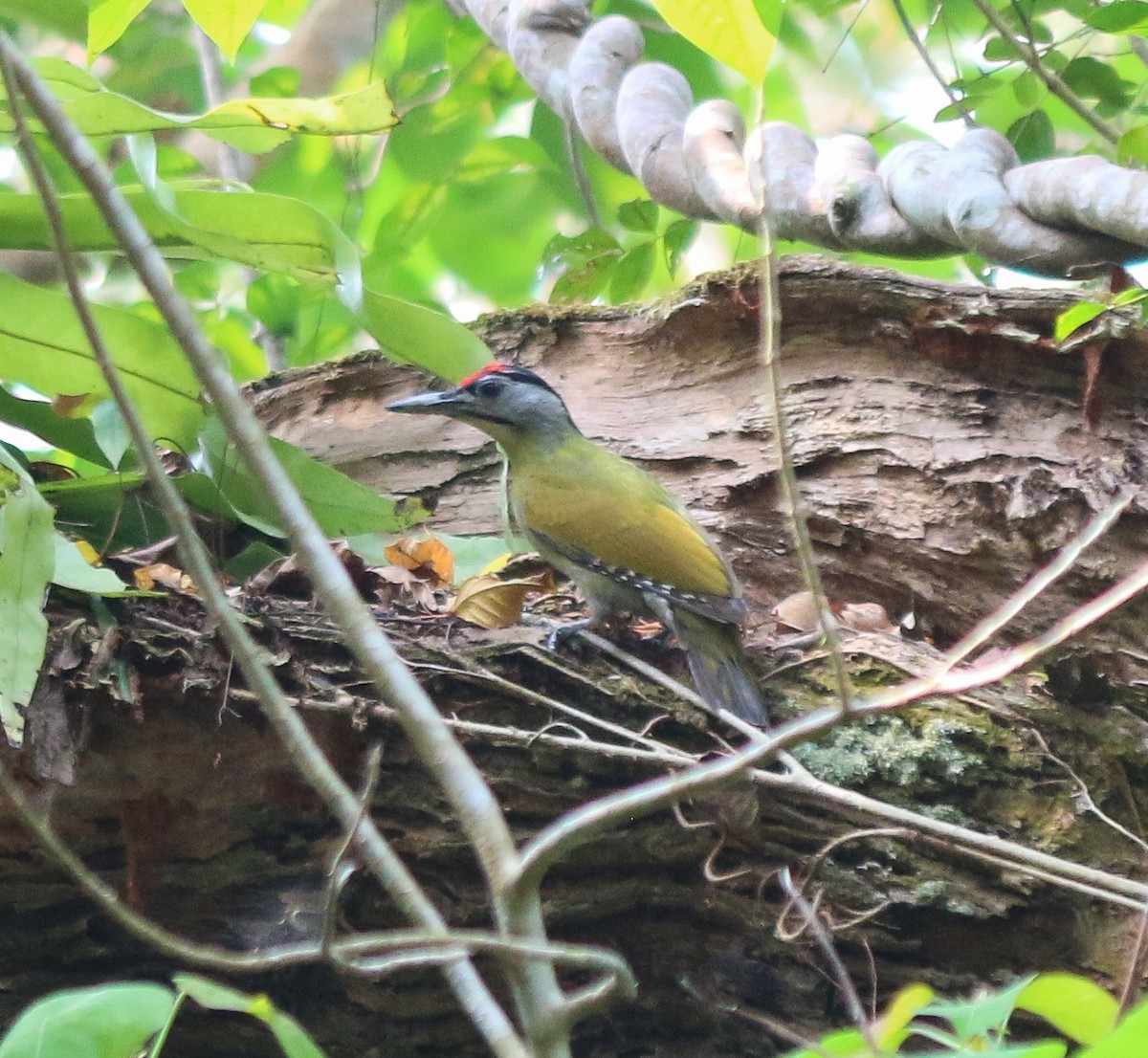 Gray-headed Woodpecker - ML619223817