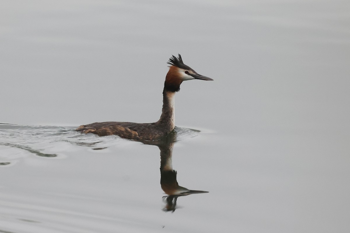 Great Crested Grebe - ML619223838