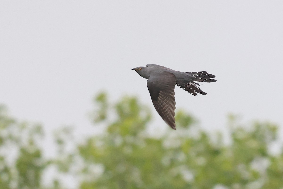 Common Cuckoo - ML619223850
