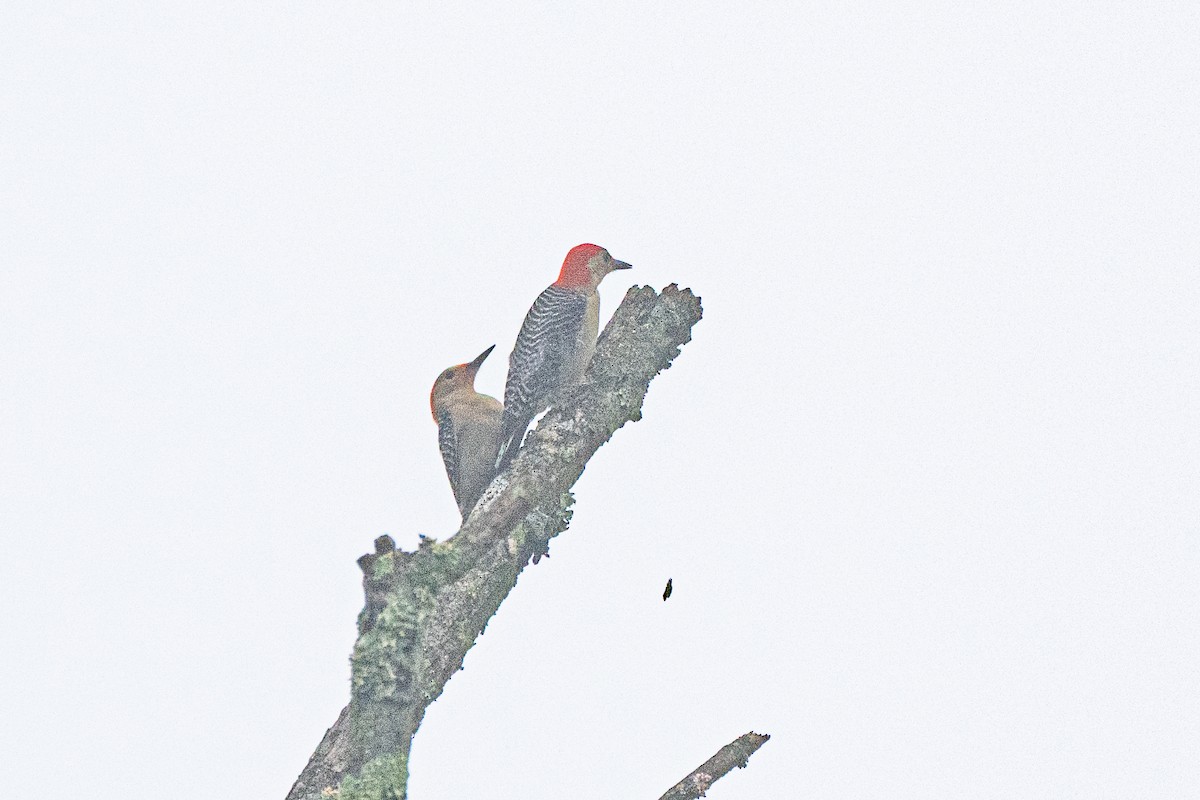 Red-bellied Woodpecker - ML619223867