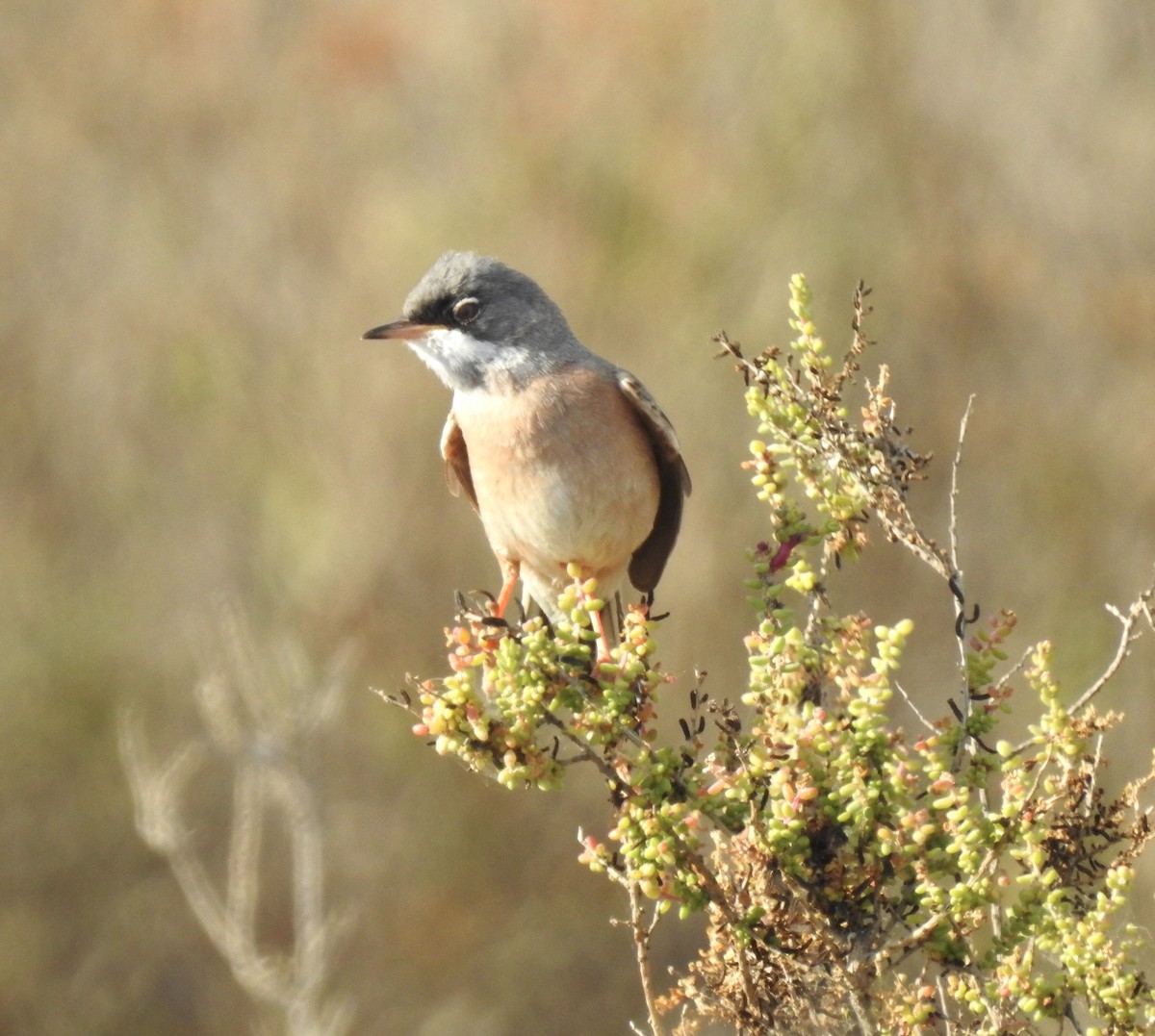 Spectacled Warbler - ML619223877