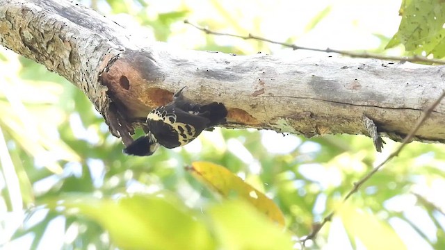 Heart-spotted Woodpecker - ML619223902