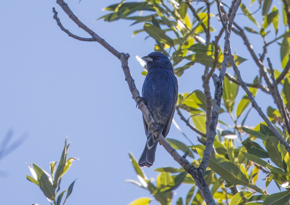 ub. spurvefugl (Passeriformes sp.) - ML619223983