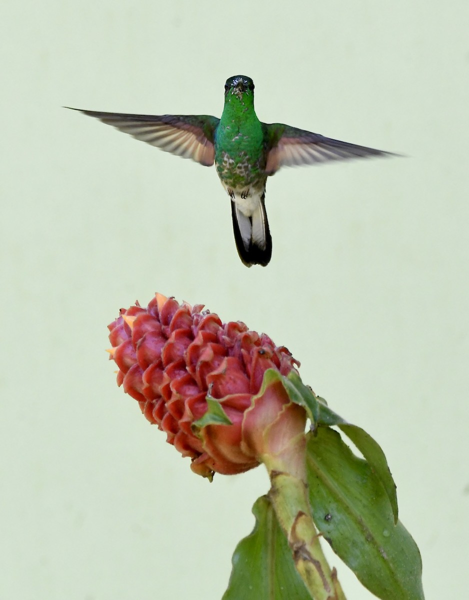 kolibřík páskoocasý - ML619224025