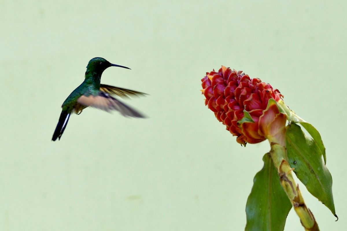 kolibřík páskoocasý - ML619224026
