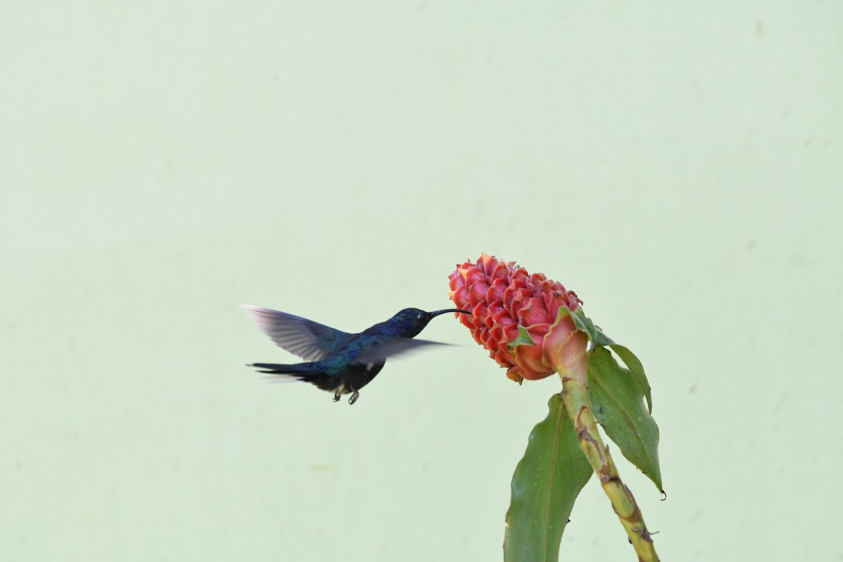 kolibřík páskoocasý - ML619224030